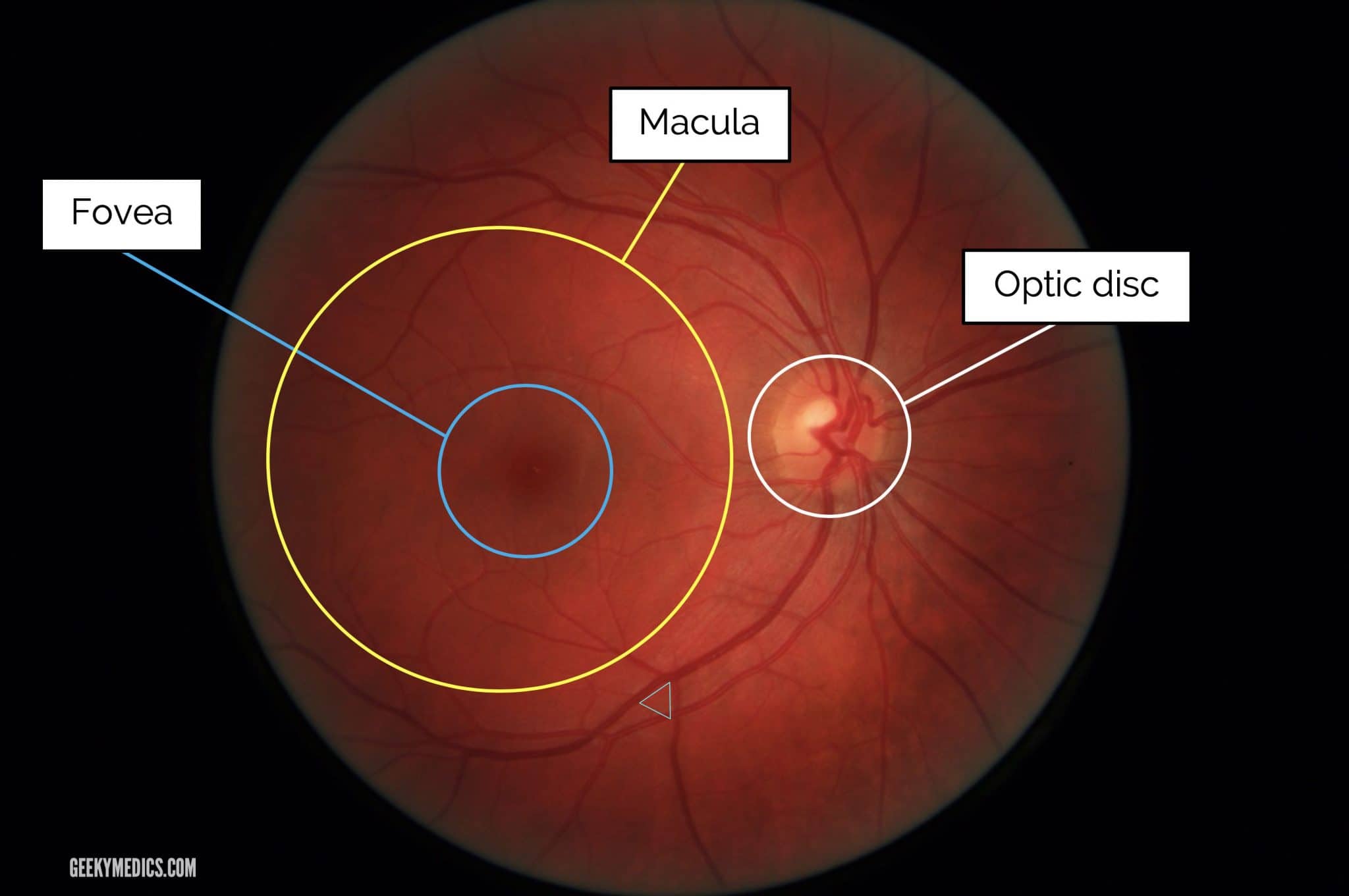 <ol><li><p>optic disk</p></li><li><p>macula</p></li><li><p>fovea</p></li></ol><p></p>
