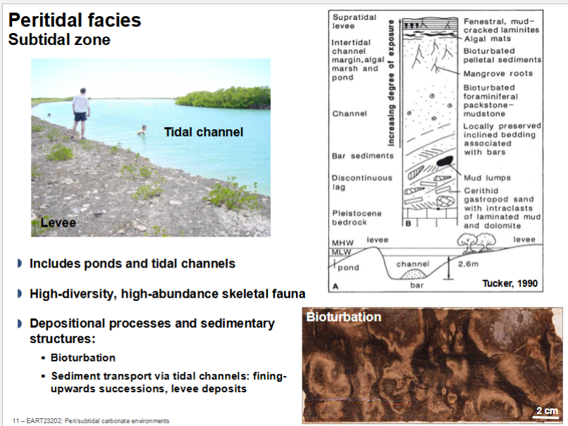 <p>High energy environment, get granular sediment. </p>