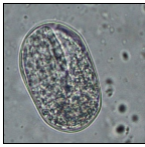 <p>Larvated egg</p>
