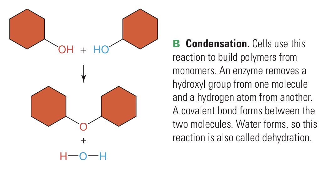 <p>Chemical reaction in which an enzyme builds a large molecule from smaller units and water is formed</p>