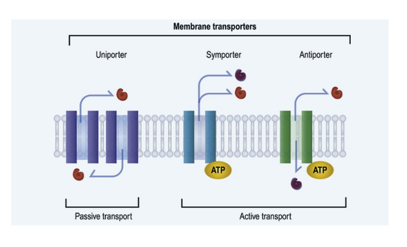 <p><span>This slide illustrates three primary types of membrane transporters—<strong>uniporters, symporters, and antiporters</strong>—categorized by their mechanism of transport (passive vs. active) and the directionality and co-transport of molecules across the cell membrane.</span></p><p><span>ATP (adenosine triphosphate) is the primary energy currency of the cell; in membrane transport, it provides the energy required for active transport mechanisms, enabling the movement of molecules against their concentration gradient.</span></p>
