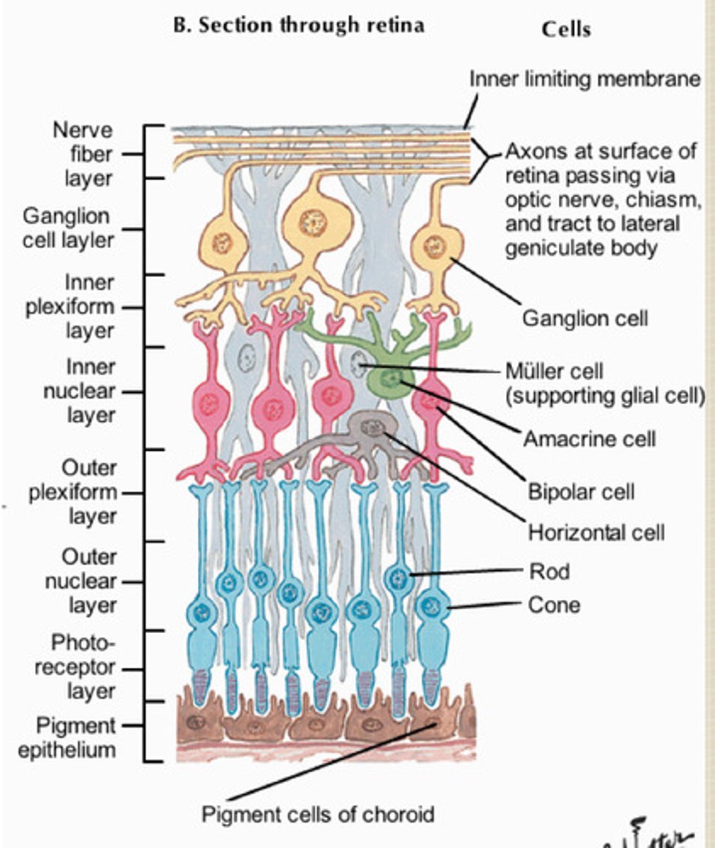<p>act as neural stem cells and proliferate to form stratified layers with various glia, ganglion cells, interneurons, and photreceptors</p>
