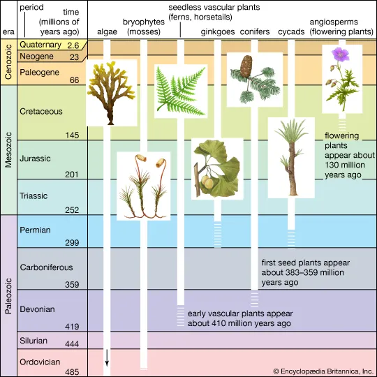 <ol><li><p>Paleozoic</p><ol><li><p><strong>Cambrian</strong></p></li><li><p><strong>Ordovician</strong></p><ul><li><p>Colonization of land by the ancestors of modern land plants</p></li><li><p>Fossilized cells, cuticles, &amp; spores</p></li></ul></li><li><p><strong>Silurian</strong></p></li><li><p><strong>Devonian</strong></p><ul><li><p>Vascular plants</p></li><li><p>Ferns, horsetails, and seed plants populated the landscape → give rise to trees &amp; forests </p></li></ul></li><li><p><strong>Carboniferous</strong></p><ul><li><p><strong>enriched the atmosphere with oxygen</strong> (give rise to aerobic animals to colonize dry land)</p></li></ul></li><li><p><strong>Permian</strong></p></li></ol></li></ol><p></p>