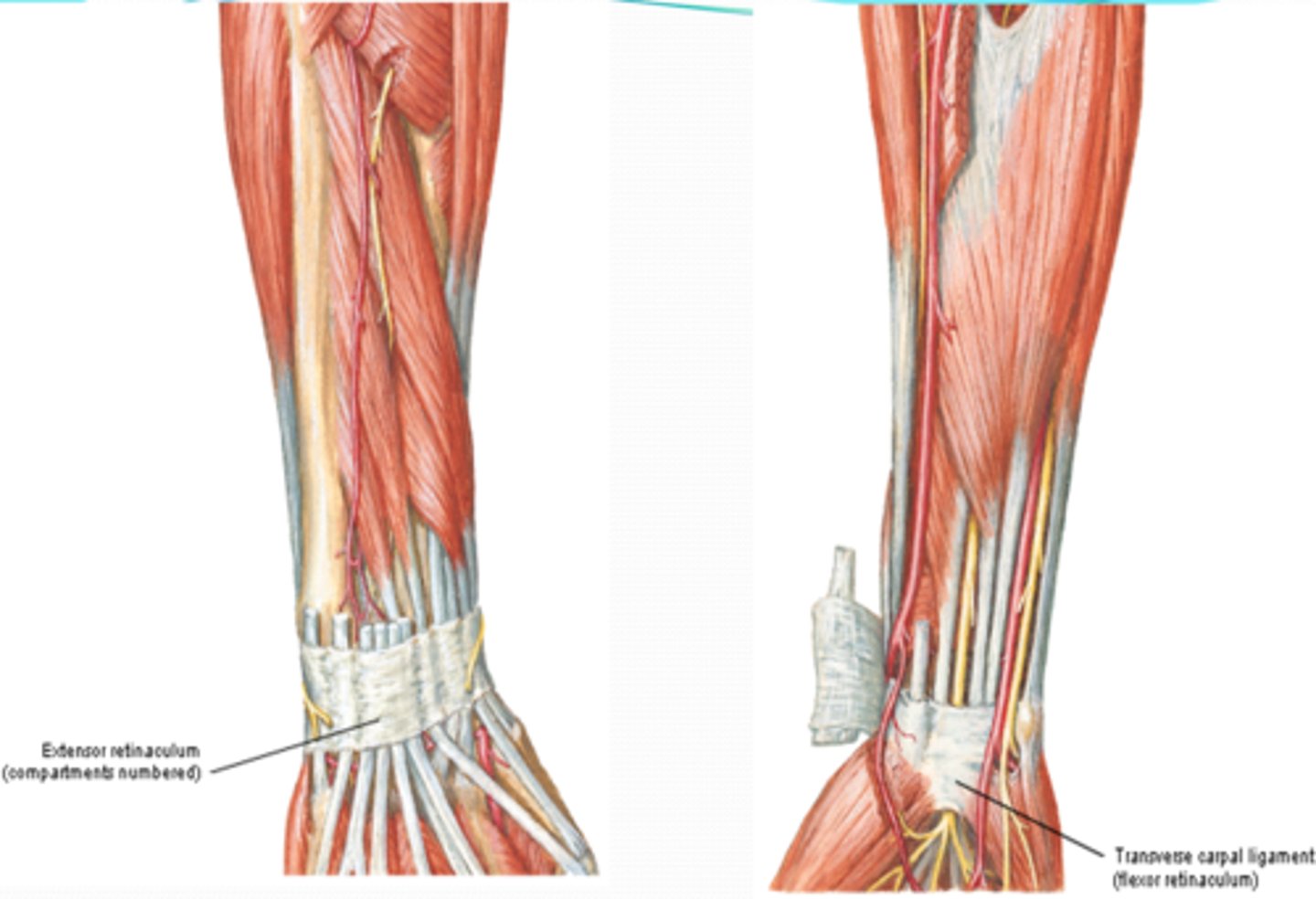 <p>-Extensor retinaculum</p><p>-Flexor retinaculum (transverse carpal ligament)</p><p>-Palmar carpal ligament</p>