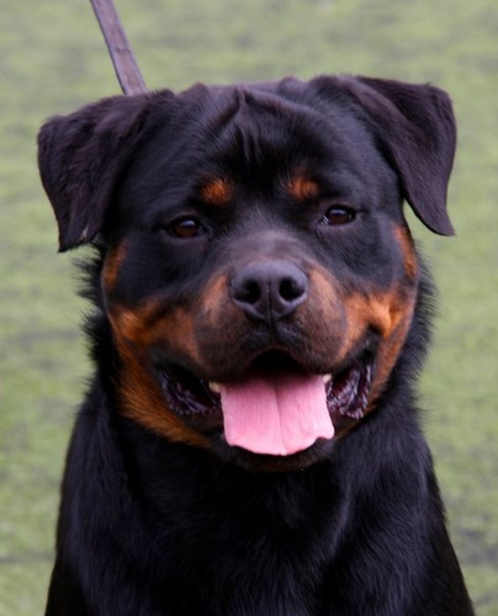 <p>zij is bang voor honden</p>