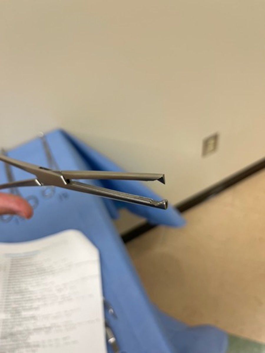 <p>Looks like a Kocher clamp, but the serrations from from box lock to tip</p>