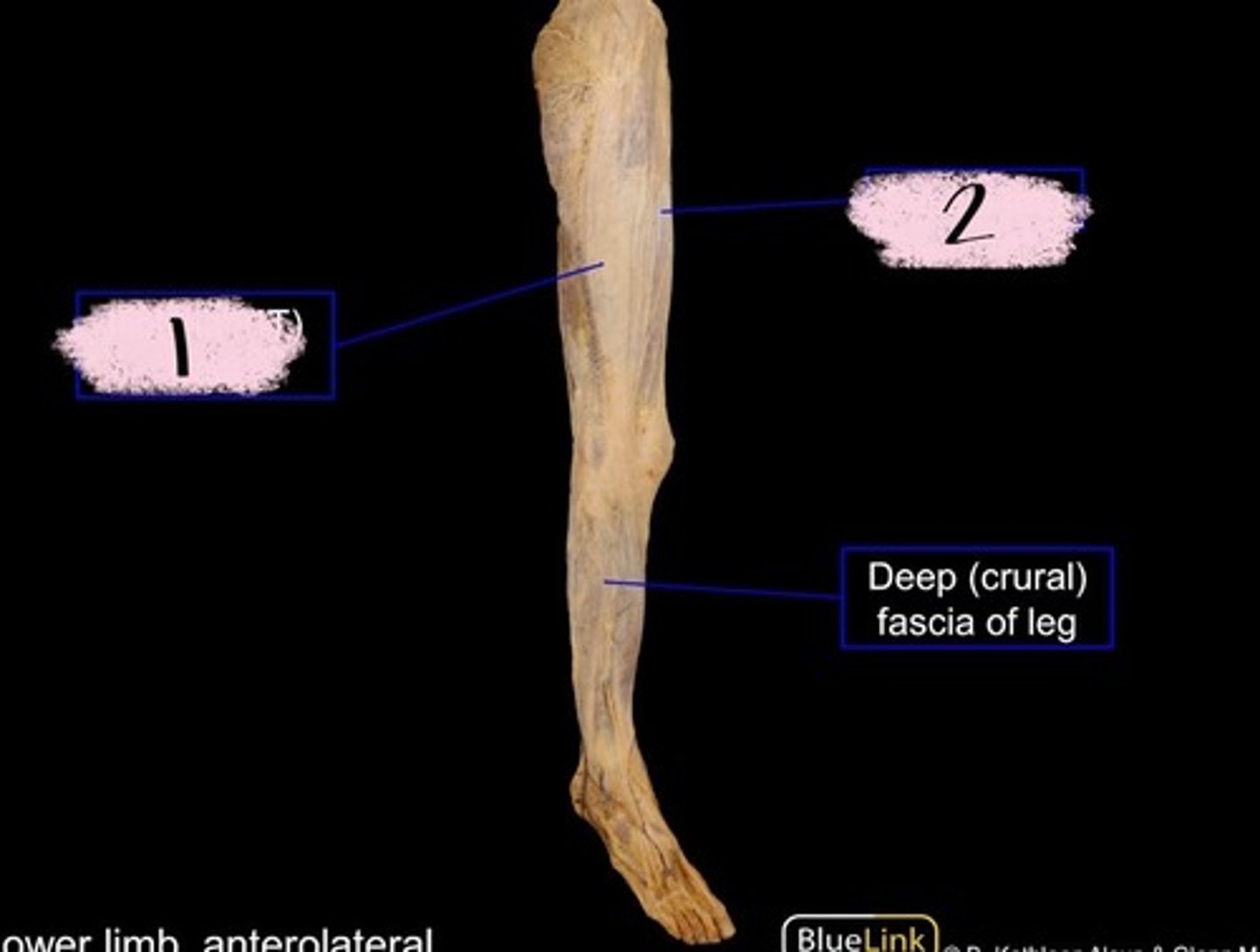 knowt flashcard image