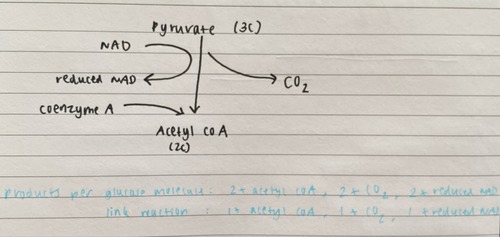 the 3-carbon pyruvate molecules enter into a series of reactions which lead to the formation of acetylcoenzyme A (2C). in mitochondrial matrix.

pyruvate is actively transported into the mitochondrial matrix & is oxidised to acetate.
pyruvate is decarboxylated to release CO₂.
1 molecule of NAD is reduced (by H) to form reduced NAD.
the 2-carbon acetate combines with coenzyme A (CoA) to form acetylcoenzyme A (acetyl CoA).