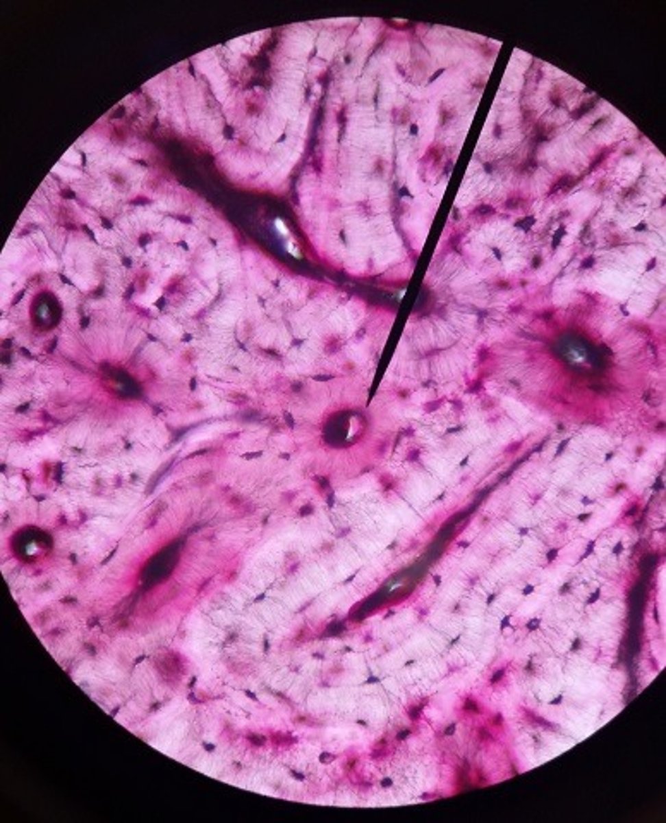 <p>Identify the tissue.</p>