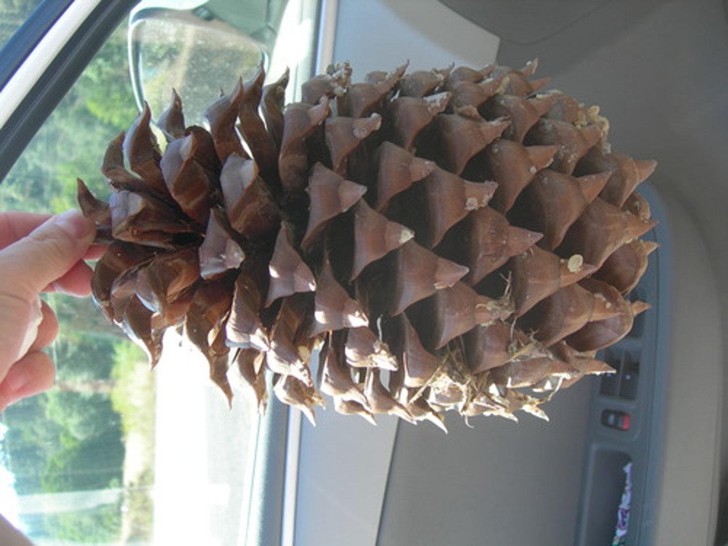 <p>female/seed cone</p>