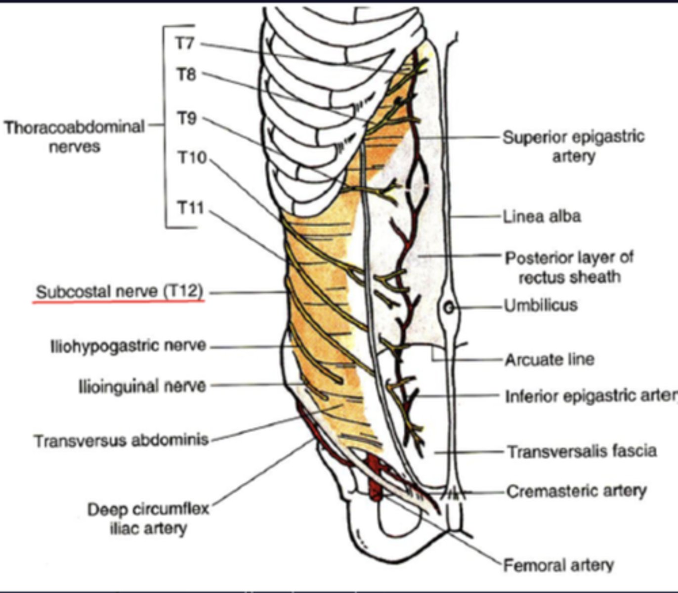 <p>intercostal nerves (T7-11) and subcostal nerve (T12)</p>