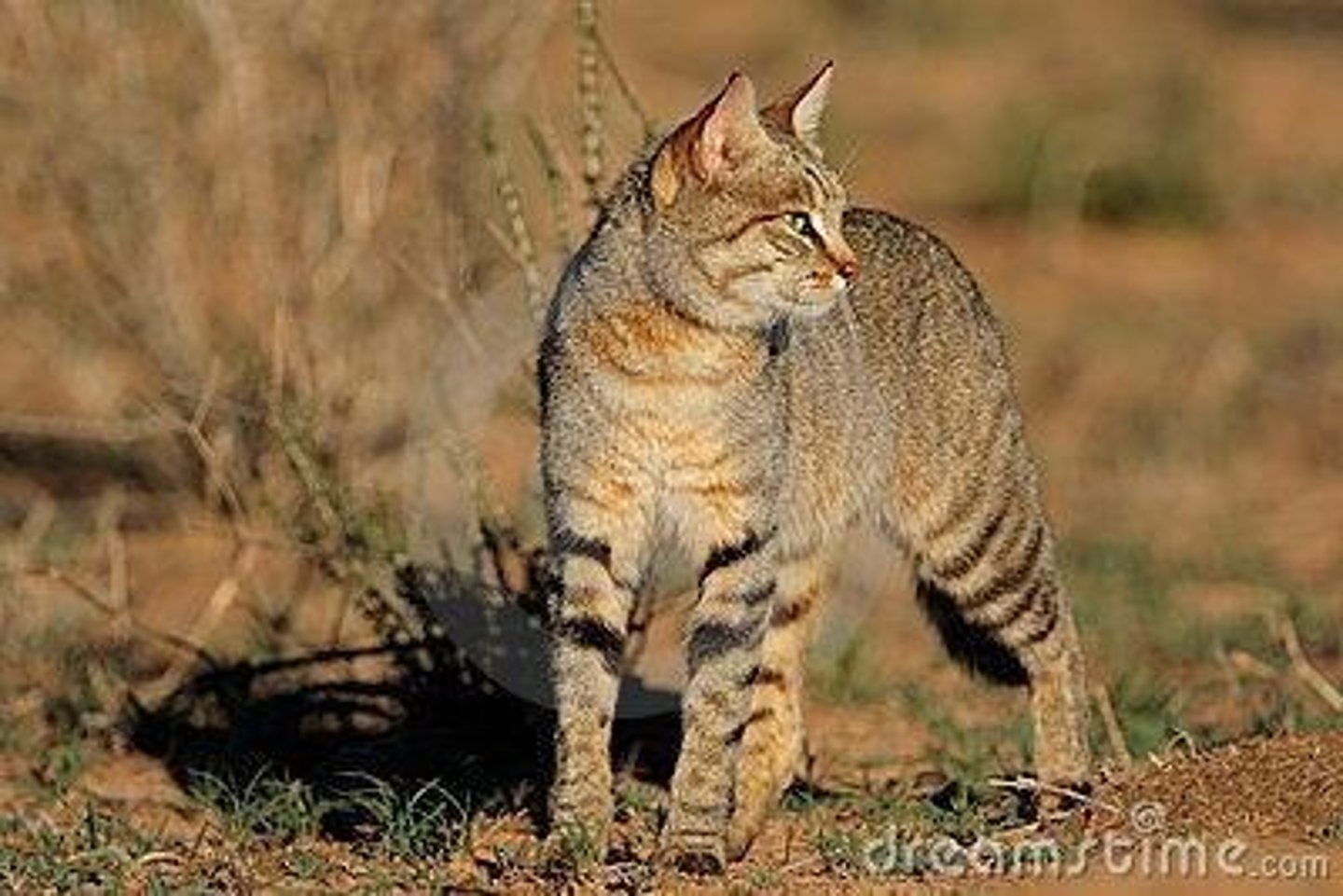 <p>Domestic cat = Felis catus; Wild progenitor species = African wildcat (Felis silvestris lybica).</p>