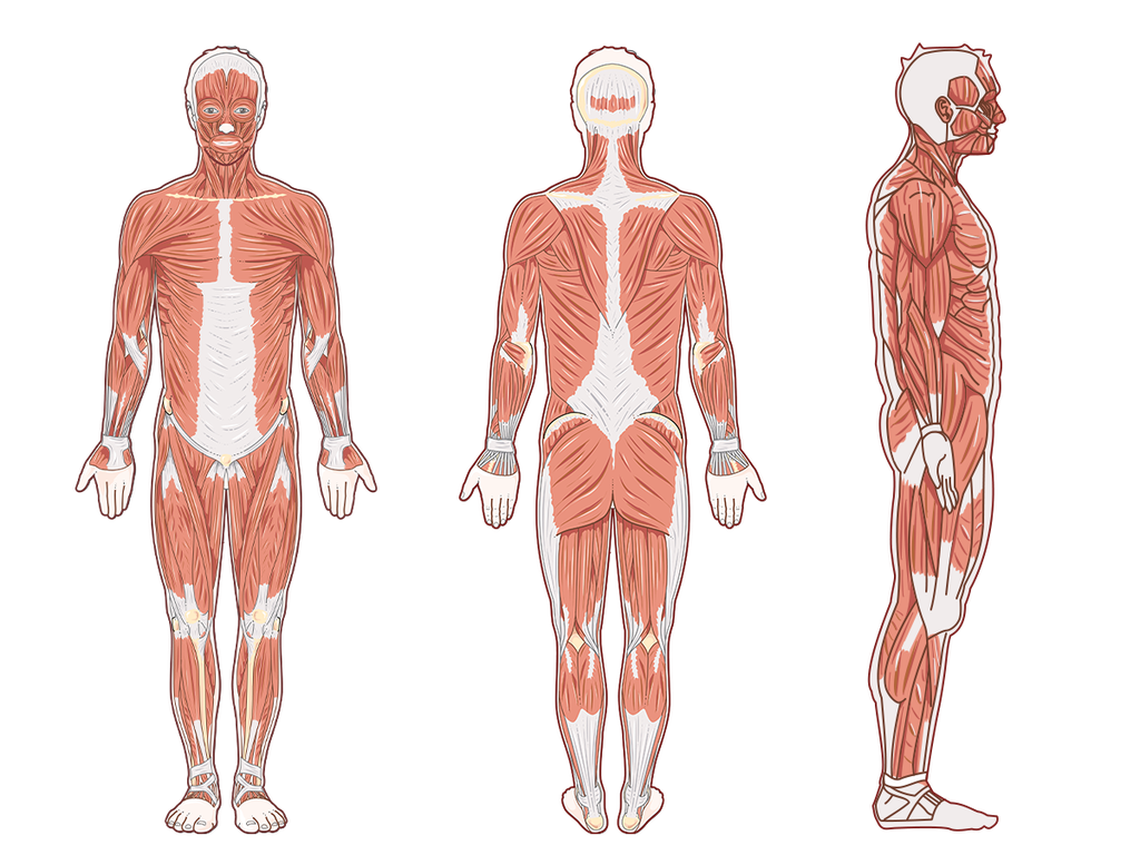 <p>Anatomical position</p>