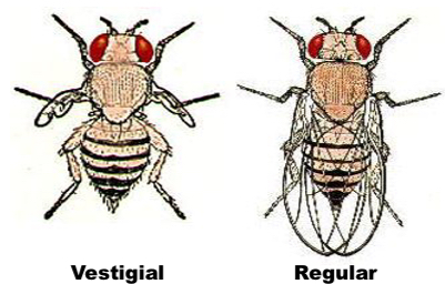 Drosophila melanogaster (fruit fly)