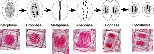 <p>Cytokinesis</p>