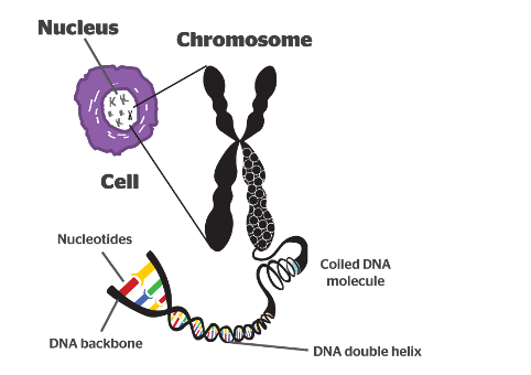 <ul><li><p>Offspring inherit chromosomes containing genetic material from parental generation.</p></li><li><p><strong>Chromosomes</strong> are made of two sister chromatids.</p></li></ul><p></p>