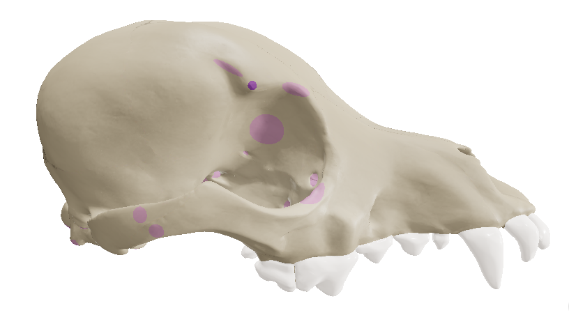<p>Frontal bones has a pointed process called the __ of the temporal bone that partly forms the orbit.</p>