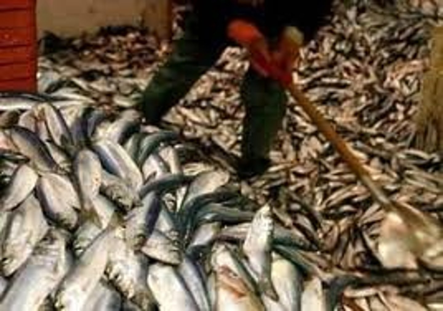 <p>A decrease in biodiversity by taking more fish that needed and killing a species' population</p>