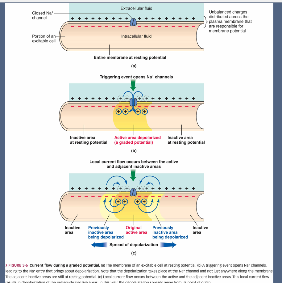 <p>Neural Communication</p><ul><li><p>Nerves and muscles are excitable tissues&nbsp;</p></li><li><p>Electrical signals are critical to their function,</p></li></ul><p></p><p>1. What is a graded potential? </p><ul><li><p>It’s a <strong>small, temporary change</strong> in the charge of a neuron’s membrane.</p></li><li><p>It happens when a stimulus (like a chemical, touch, or signal) opens ion channels.</p></li><li><p>It’s “graded” because the size of the change depends on how strong the stimulus</p></li><li><p>Occurs in small, specialzied region of the membrane&nbsp;</p></li><li><p>Magnitude continues to decrease</p></li></ul><ul><li><p>2. Key features of graded potentials: </p><ul><li><p><strong>Size matters</strong>: A stronger stimulus = a bigger change (slide 1 shows small → medium → big bumps).</p></li><li><p><strong>They fade with distance</strong>: The further they spread, the weaker they get (slides 2 &amp; 3 show this).</p></li><li><p><strong>Short distance only</strong>: They only travel a few millimeters before dying out.</p></li><li><p><strong>Can add up</strong>: If enough graded potentials stack up, they can trigger an <strong>action potential</strong> (the real nerve signal).</p></li></ul></li></ul><p></p><p>3. How they spread (slide 4): </p><ul><li><p>At rest → neuron is polarized.</p></li><li><p>A stimulus opens sodium (Na⁺) channels → positive ions rush in at that spot → <strong>depolarization</strong> happens.</p></li><li><p>That spot becomes less negative than nearby spots.</p></li><li><p>Current flows from the depolarized spot into neighboring areas.</p></li><li><p>But some charge leaks out, so the effect gets weaker with distance (<strong>decremental spread</strong>).</p></li></ul><p> </p><div data-type="horizontalRule"><hr></div><p> 4. Examples of graded potentials (slide 5): </p><ul><li><p><strong>Postsynaptic potentials</strong> → signals after neurotransmitters bind.</p></li><li><p><strong>Receptor potentials</strong> → from sensory receptors (e.g., touch, smell).</p></li><li><p><strong>End-plate potentials</strong> → at muscle-neuron junctions.</p></li><li><p><strong>Pacemaker potentials</strong> → in heart cells, controlling heartbeat.</p></li></ul><p> </p><div data-type="horizontalRule"><hr></div><p> Simple analogy <span data-name="beverage_box" data-type="emoji">🧃</span> </p><p>Think of graded potentials like <strong>squeezing a water balloon</strong>:</p><p> </p><ul><li><p>A small squeeze → small ripple.</p></li><li><p>A big squeeze → big ripple.</p></li><li><p>But as the ripple moves across the balloon, it fades out.</p></li><li><p>If enough ripples build up → they can “trigger” a bigger reaction (like popping the balloon = action potential).</p></li></ul><p></p>