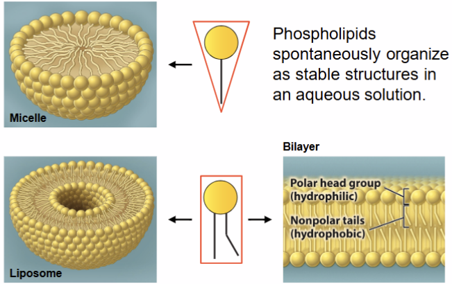 <p>phospholipids spontaneously organize as stable structure in aqueous solution</p>