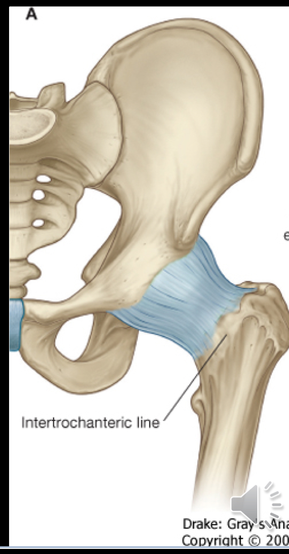 <ul><li><p>Covers synovial membrane</p></li><li><p>Very strong and thik</p></li><li><p>Articulates with: Margin of acetabulum, transverse acetabular ligament, margin of obturator foramen, to the neck of the femur</p></li></ul><p></p>