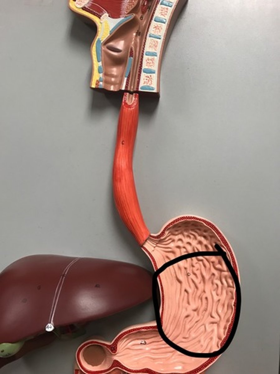 knowt flashcard image