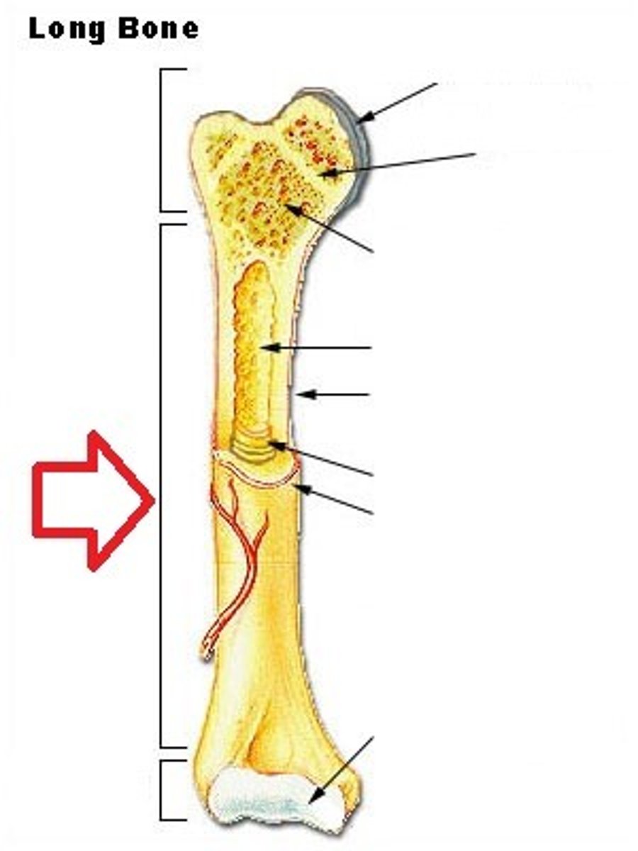 <p>Tubular shaft that runs between the proximal and distal ends of a long bone. This shaft is made of compact bone and is filled with yellow marrow. Also contains the medullary cavity.</p>