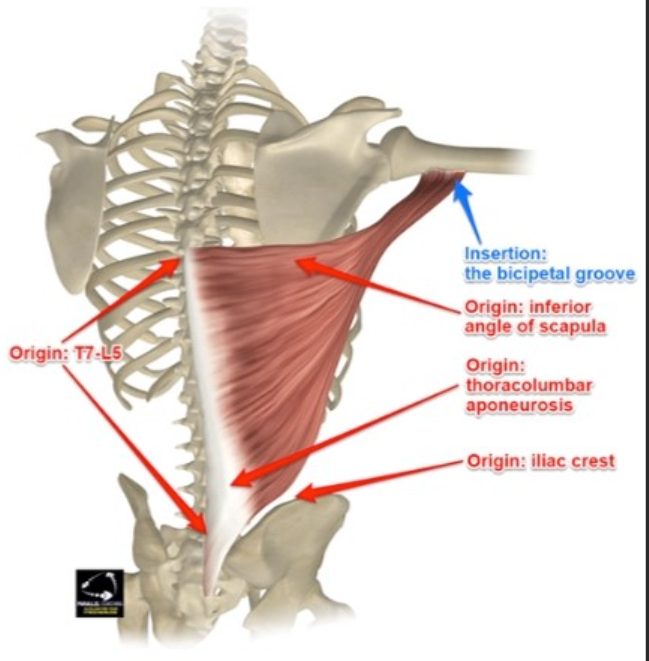 <p>Latissimus dorsi insertion</p>
