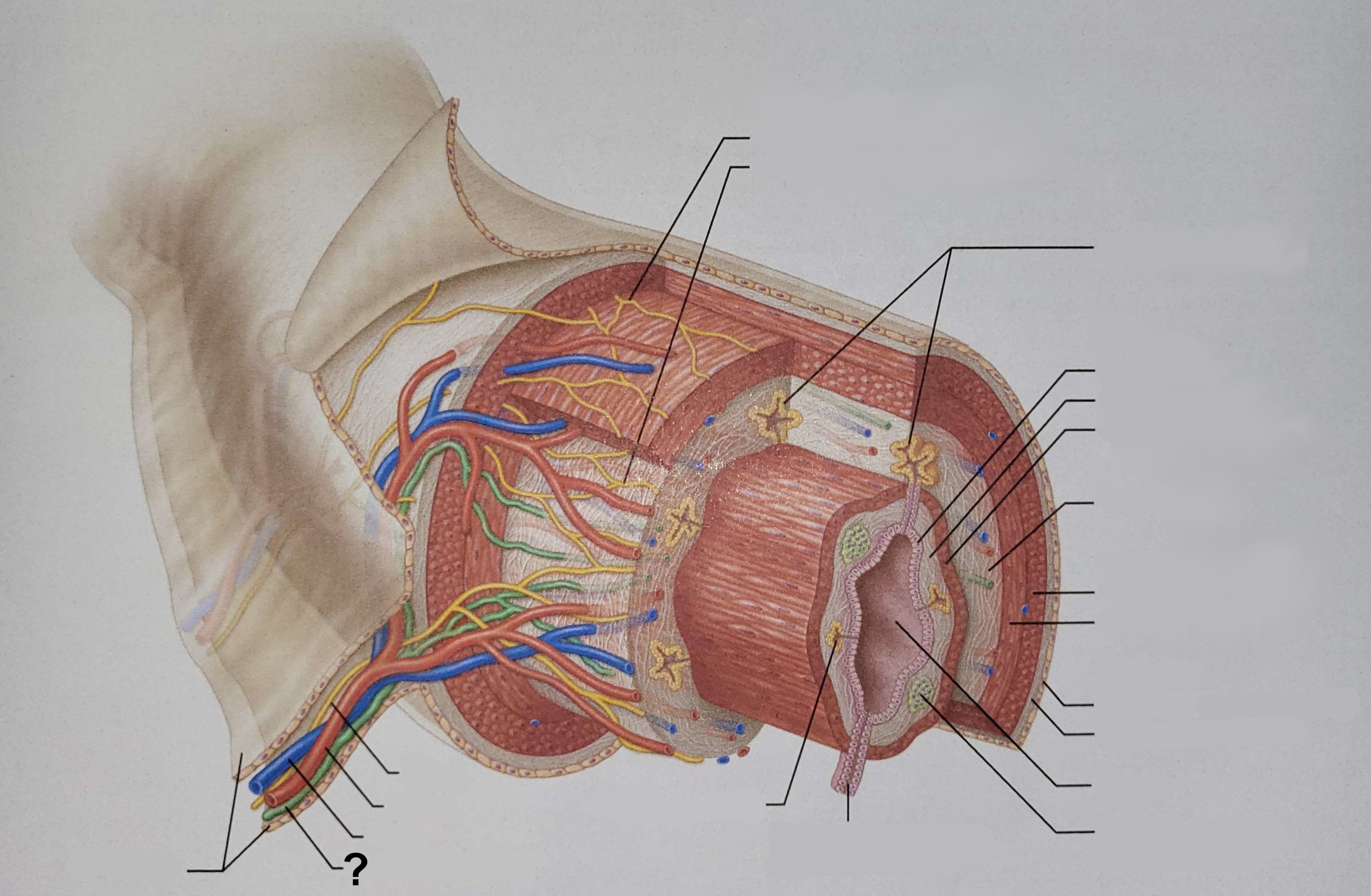 <p>Name the indicated structure.</p>