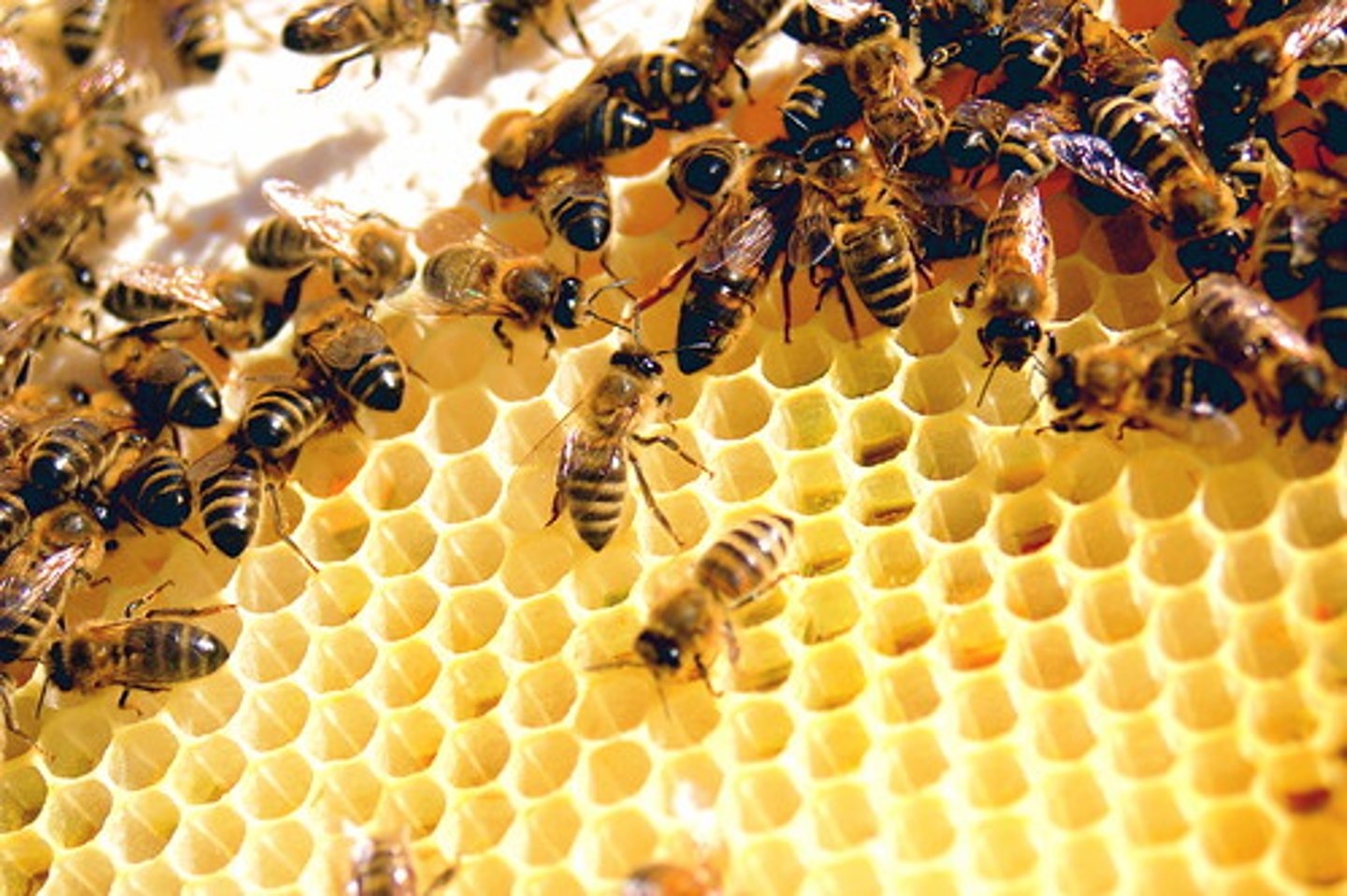 <p>An extreme form of sociality in which there is cooperative brood care, division of labor, and overlapping generations.</p>