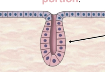knowt flashcard image