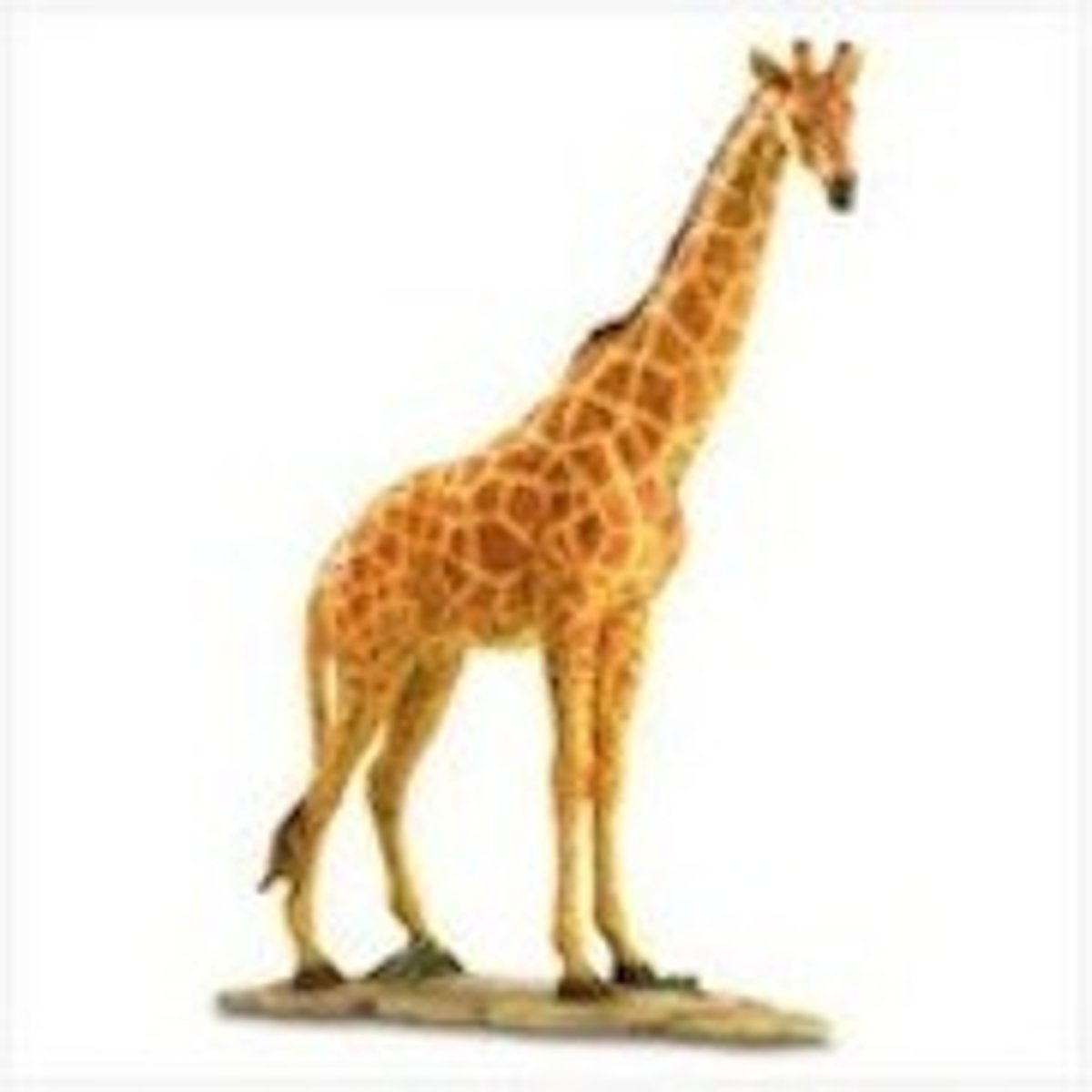 <p>tall</p>