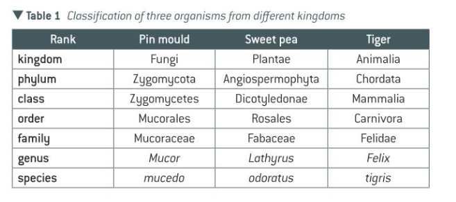 <ul><li><p>domain</p></li><li><p>kingdom</p></li><li><p>phylum</p></li><li><p>class</p></li><li><p>order</p></li><li><p>family</p></li><li><p>genus</p></li><li><p>species</p></li></ul><p></p>