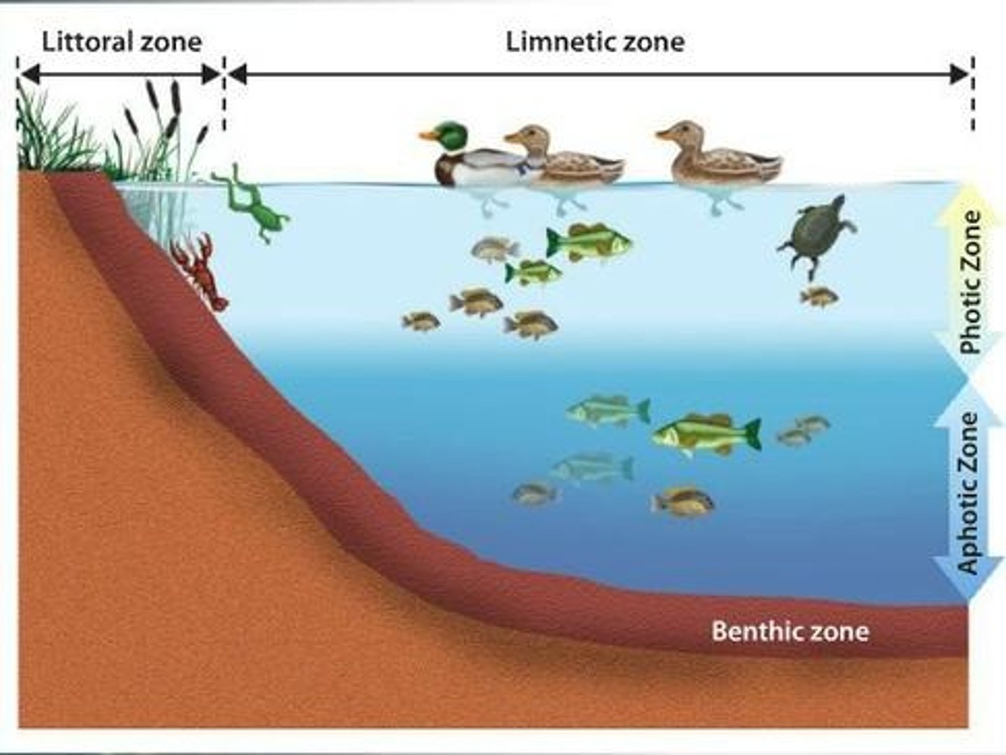 <p>a zone of open water in lakes and ponds</p>