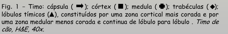 <p>timo - 1º</p>