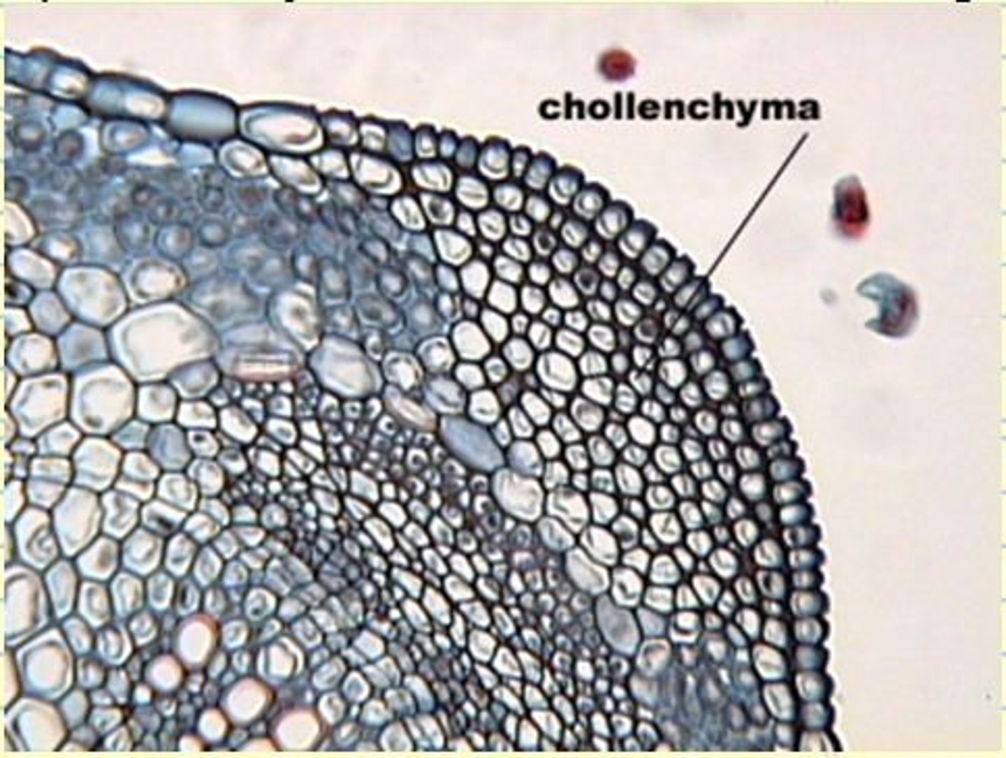 <p>Support in the primary plant body (elongated irregularly thickened walls)</p><p>Beneath epidermis in young elongating stems (ribs along veins)</p>