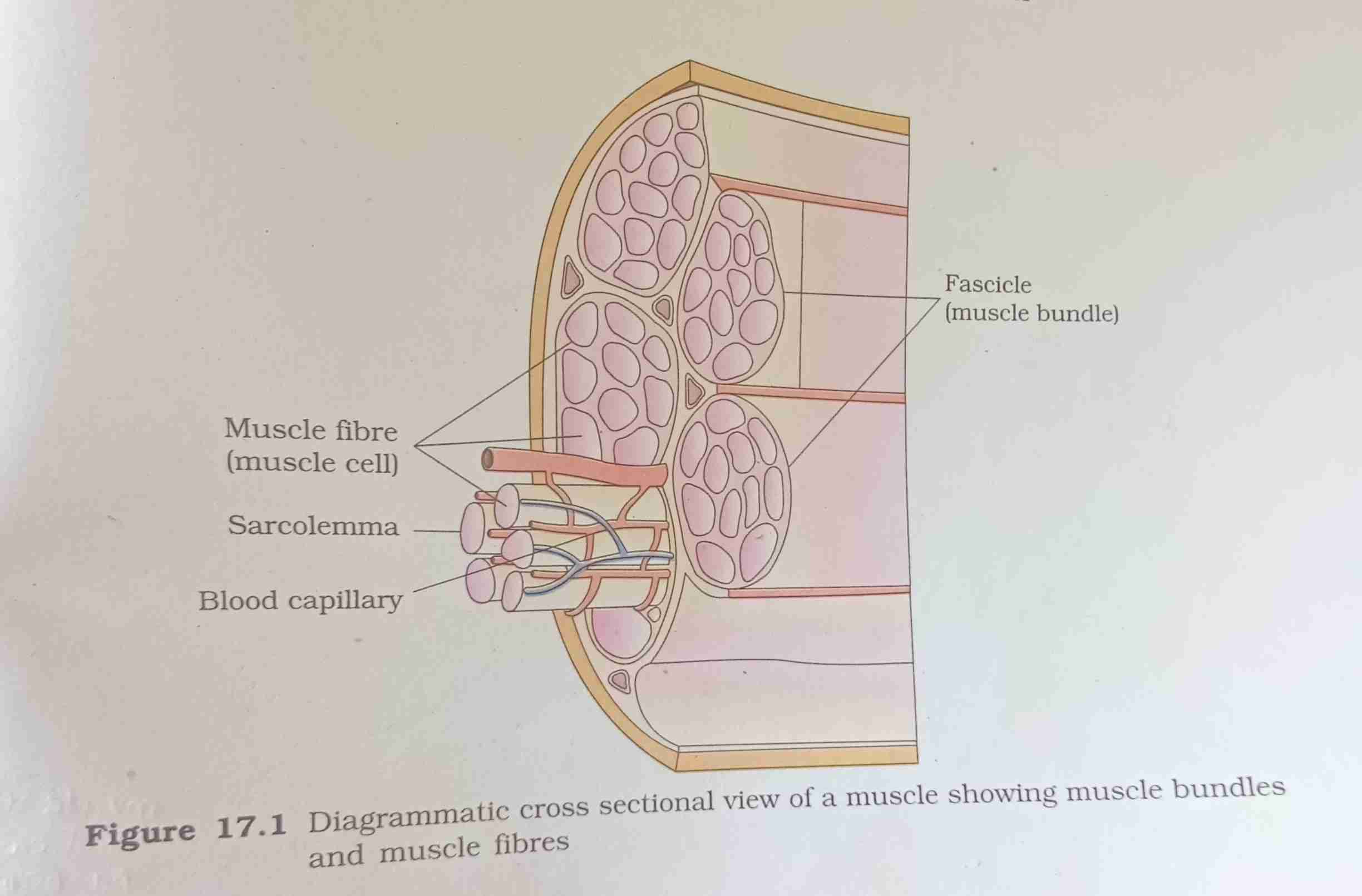 <p>fascicle -fascia (connects)- fascicle——&gt;muscle fibres——&gt; sarcolemma ,sarcoplasm, syncitium ———&gt;Actin thin , Myosin thick</p>