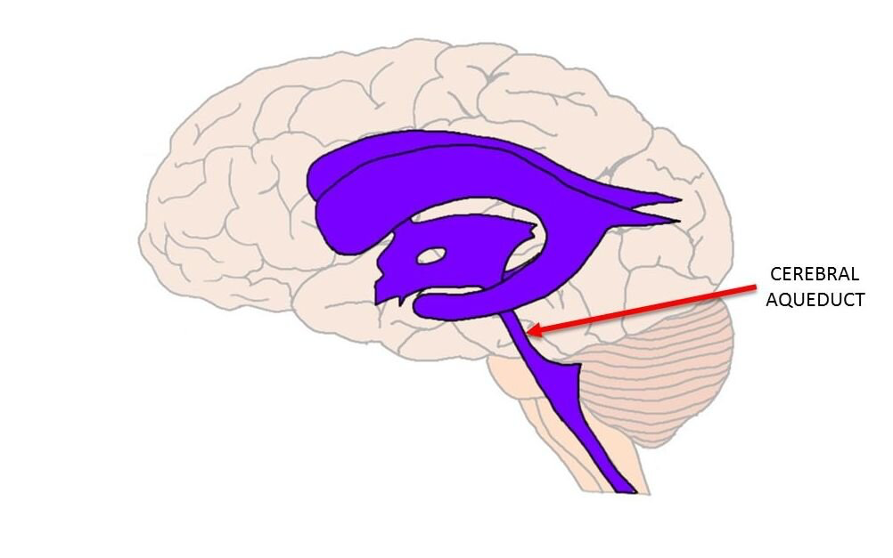 <p>a canal connecting the third and fourth ventricles</p>