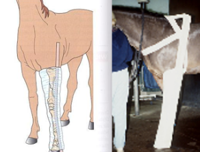 <ul><li><p><span style="color: red;"><strong>Division 2 fractures</strong></span><span style="background-color: transparent;"><span>:</span><strong><span> Distal cannon &amp; distal radius</span></strong></span></p><ul><li><p><span style="background-color: transparent;"><span>Modified RJB +</span><strong><span> </span></strong></span><span style="background-color: transparent; color: red;"><strong><span>2&nbsp;splints</span></strong></span><span style="background-color: transparent;"><strong><span> → </span></strong></span><span style="background-color: transparent; color: red;"><strong><span>elbow to ground</span></strong></span></p></li></ul></li></ul><ul><li><p><span style="background-color: transparent; color: red;"><strong><span>Division 3 fractures: </span></strong></span><span style="background-color: transparent;"><strong><span>Mid-Radius to Elbow</span></strong></span></p><ul><li><p><span style="background-color: transparent;"><span>RJB + two splints</span></span></p><ul><li><p><span style="background-color: transparent;"><span>Caudal splint ground to elbow</span></span></p></li><li><p><span style="background-color: transparent; color: red;"><strong><span>Lateral splint extends to mid scapula</span></strong></span></p></li></ul></li></ul></li></ul><ul><li><p><span style="background-color: transparent;"><strong><span>Olecranon&nbsp;</span></strong></span></p><ul><li><p><span style="background-color: transparent;"><span>Support </span></span><span style="background-color: transparent; color: red;"><span>carpus in </span><strong><span>extension</span></strong></span></p></li></ul></li><li><p><span style="background-color: transparent;"><strong><span>Humerus &amp; scapula</span></strong></span></p><ul><li><p><span style="background-color: transparent;"><strong><span>Protected by muscle; </span></strong></span><span style="background-color: transparent; color: red;"><strong><span>no splint</span></strong></span><span style="background-color: transparent;"><span> practical</span></span></p></li><li><p><span style="background-color: transparent;"><u><span>Carpal extension bandage</span></u><span> possible</span></span></p></li></ul></li></ul><p></p>