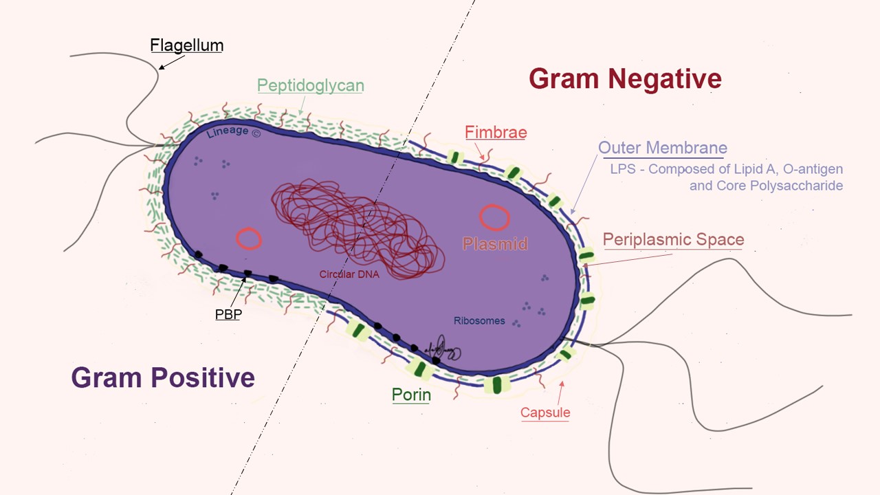 <p>This is bacteria that are enclosed in a protective capsule. This capsule helps prevent white blood cells (which fight infections) from ingesting the bacteria. Under the capsule, gram negative bacteria have an outer membrane that protects them against certain antibiotics, like penicillin</p>