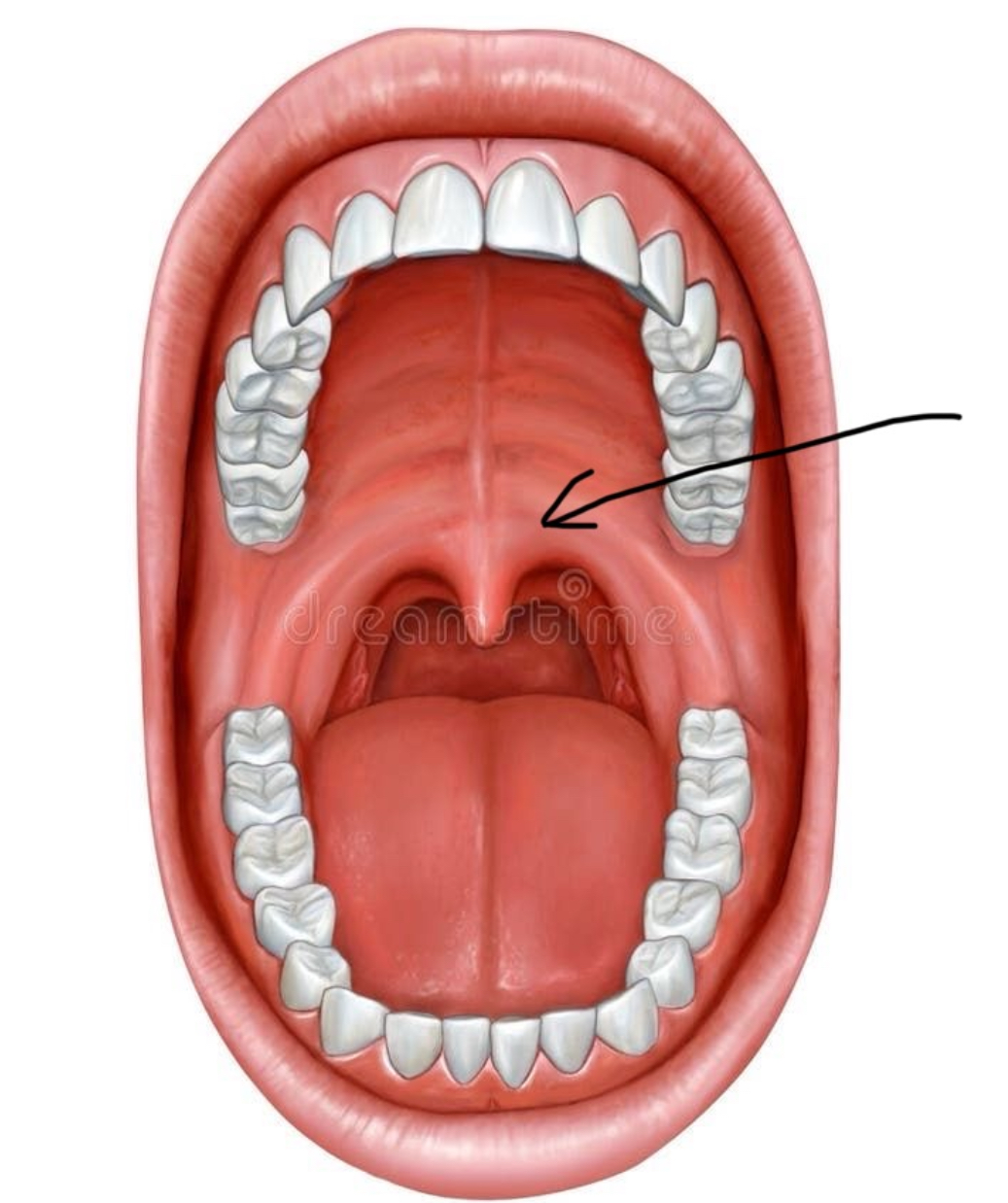 <p>Hoe noemt het aangeduide deel</p>