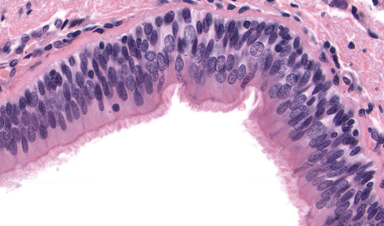 <p>what is shown in this image? </p>