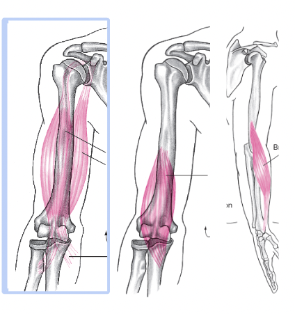 elbow flexion 

agonists


3. \
