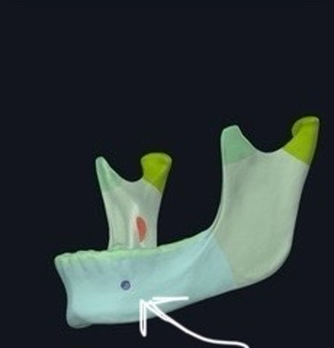 <p>Openings in the mandible for sensory nerves.</p>