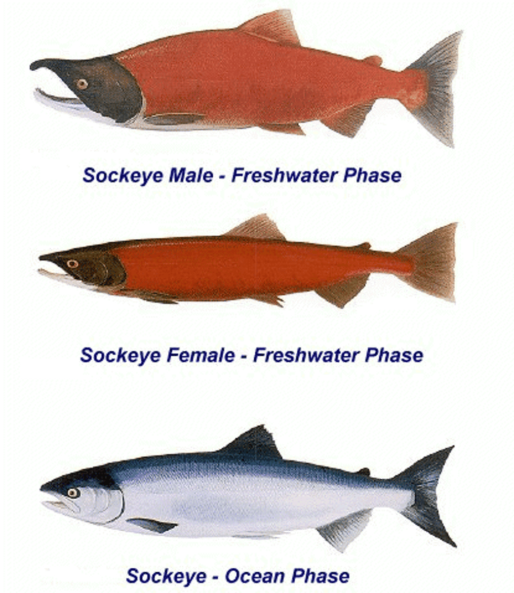 <p>Sockeye salmon (kokanee)</p><p>-no spotting</p><p>-large dorsal hump</p><p>-long gill rakers</p>