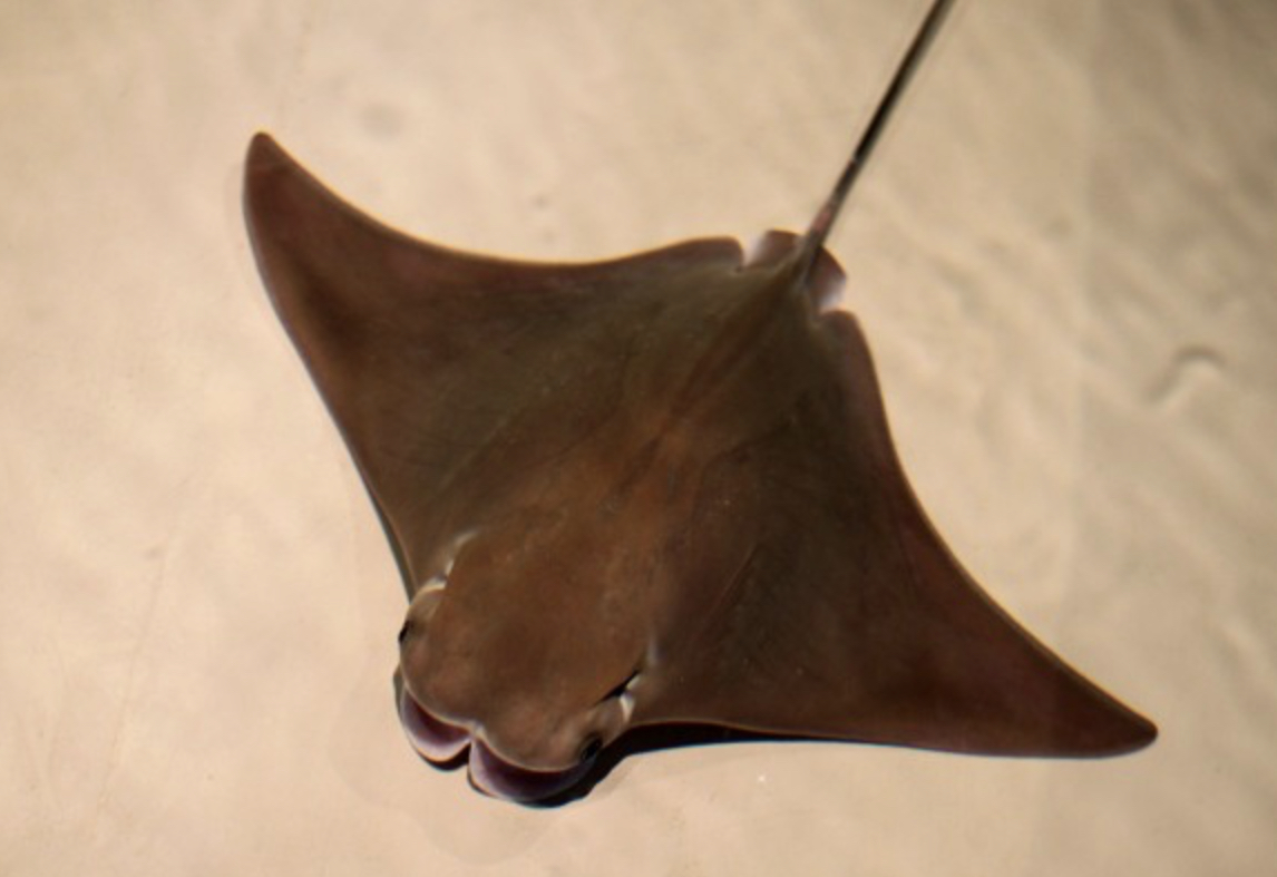 <p>Wings are long and pointed </p><p>Projecting squarish snout with indent in center</p><p>Tan/ olive color</p>