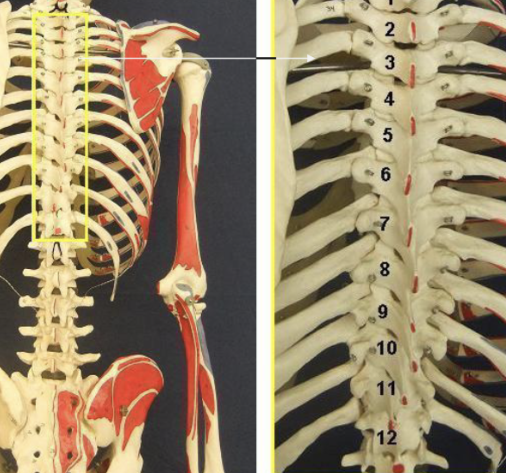 <p>Thoracic 12</p>