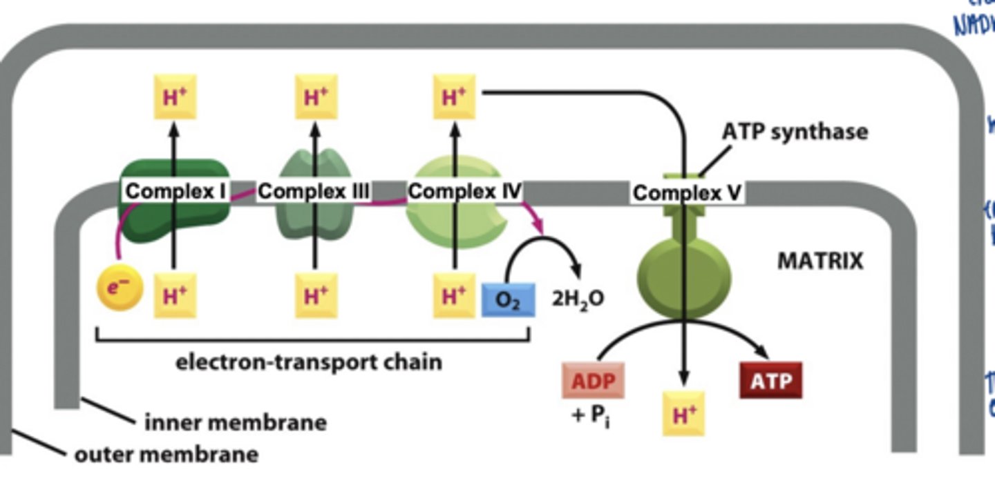 <p>by 4 membrane bound complexes</p>