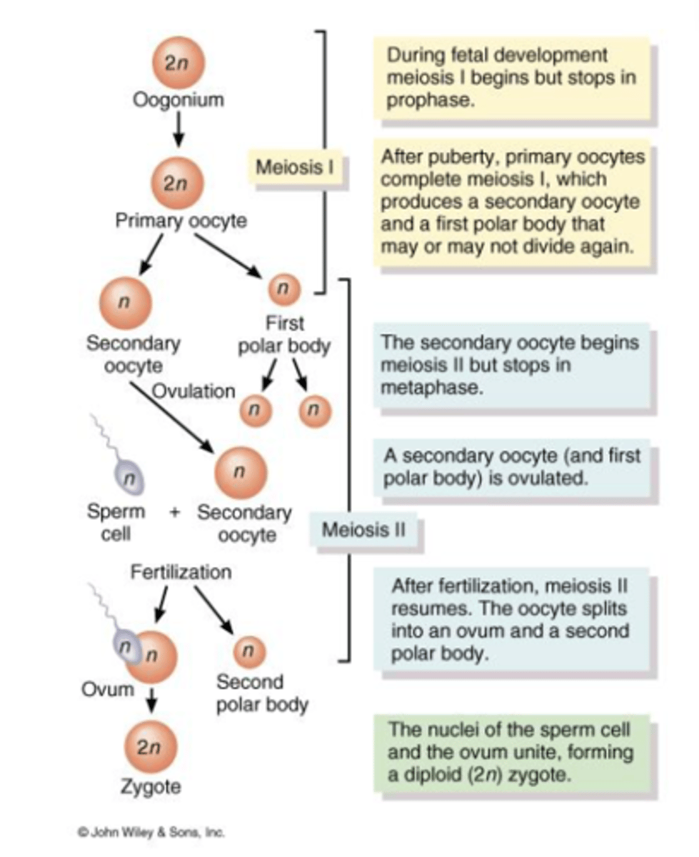 <p>- 🧬 Germ cells migrate from the yolk sac (umbilical vesicle) to the ovaries during fetal development.</p><p>- 🌱 In ovaries, germ cells differentiate into oogonia.</p><p>- 🔬 Oogonia (diploid stem cells) divide mitotically to form millions of germ cells.</p><p>- ⏸️ Some oogonia become primary oocytes that enter prophase I of meiosis but pause until puberty.</p><p>- 🏵️ Each primary oocyte is encased in flat follicular cells, forming a primordial ovarian follicle.</p><p>- 🧵 The ovarian cortex consists of collagen fibers and stromal cells.</p><p>- 👶 At birth, each ovary contains 200,000 to 2,000,000 primary oocytes.</p><p>- 🌸 By puberty, only about 40,000 oocytes remain.</p><p>- 🗓️ Throughout reproductive years, only about 400 oocytes mature.</p><p>- 🎯 Monthly, about 20 primary oocytes begin development, but usually only 1 ovulates.</p><p>Egg-forming cells (oocytes) divisions 🔄:</p><p>- ➡️ Start with 1° oocyte (2n = 46).</p><p>- ➗ Division produces two n = 23 cells:</p><p>🌟 One large 2° oocyte.</p><p>⚪ One small 1st polar body (may divide again).</p><p>- 💘 Second division occurs only if the 2° oocyte is fertilized.</p><p>- ➡️ Produces:</p><p>🥚 One large ovum (n = 23).</p><p>⚪ One small 2nd polar body.</p><p>- 👶 End result: One large fertilized egg (zygote) and possibly three small polar bodies.</p>
