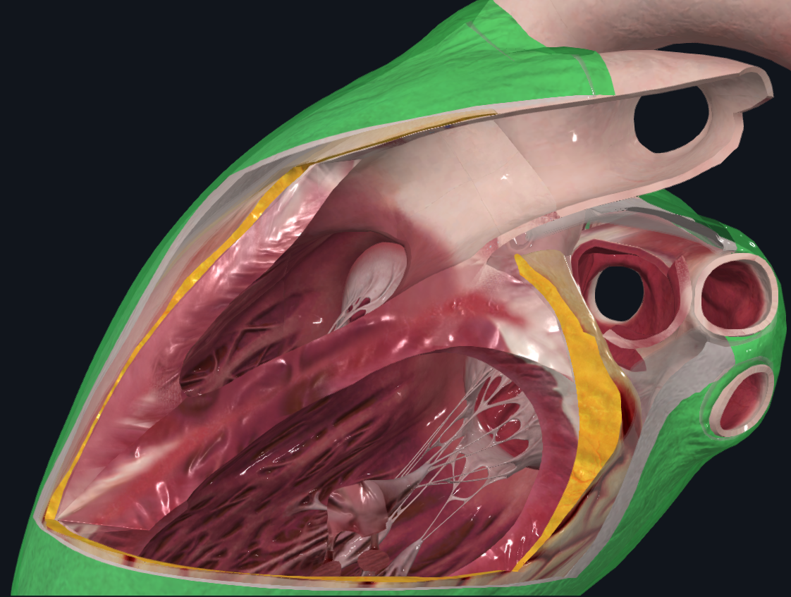 <p>Capa más externa.</p><ul><li><p>Se adhiere al esternón, vértebras y diafragma mediante sus ligamentos respectivos</p></li><li><p>Fija al corazón dentro del mediastino y lo protege</p></li></ul><p></p>
